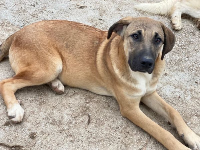 Zira, geb. ca. 02/2025, lebt in GRIECHENLAND, auf einer privaten Pflegestelle