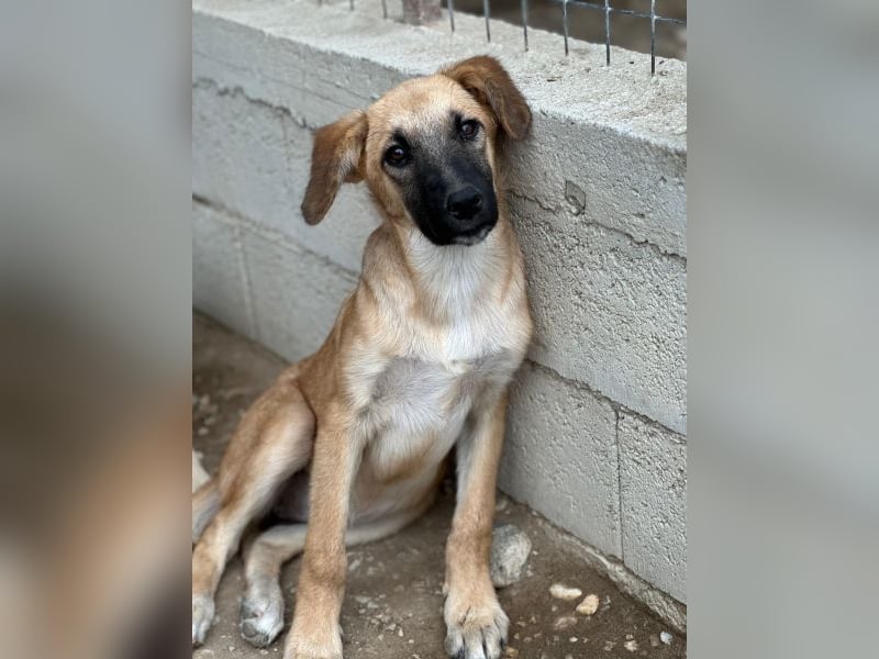 Cindy, geb. ca. 03/2026, lebt in GRIECHENLAND, im städt. Tierheim Serres