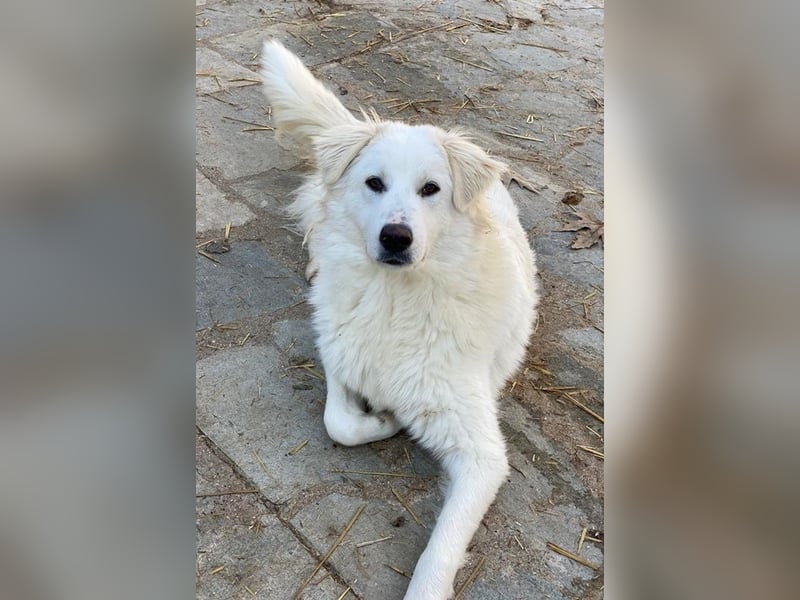 Fenri, geb. ca. 11/2023, lebt in GRIECHENLAND, auf einer privaten Pflegestelle