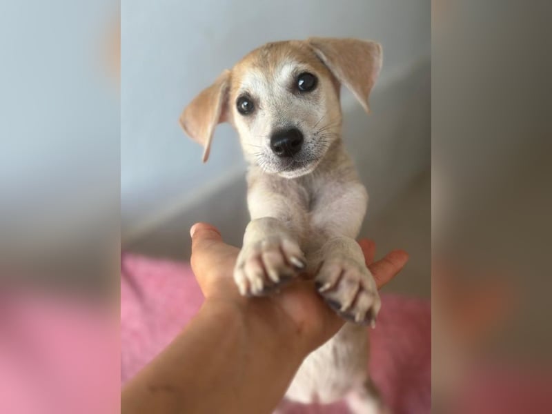 Rosie, geb. ca. 05/2026, lebt in GRIECHENLAND, im städt. Tierheim Serres