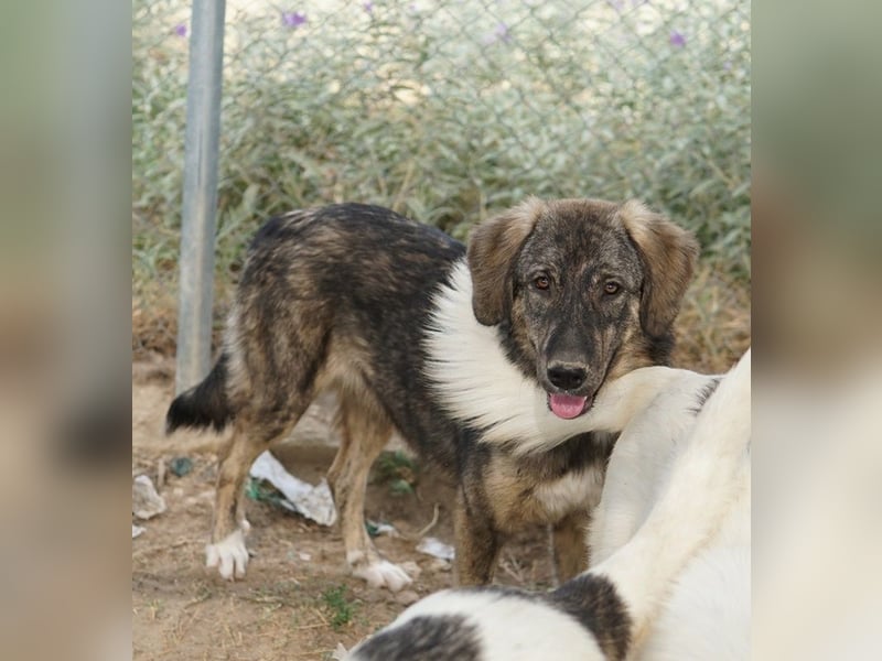 Amelie, geb. ca. 02/2024, lebt in GRIECHENLAND, im städt. Tierheim Serres