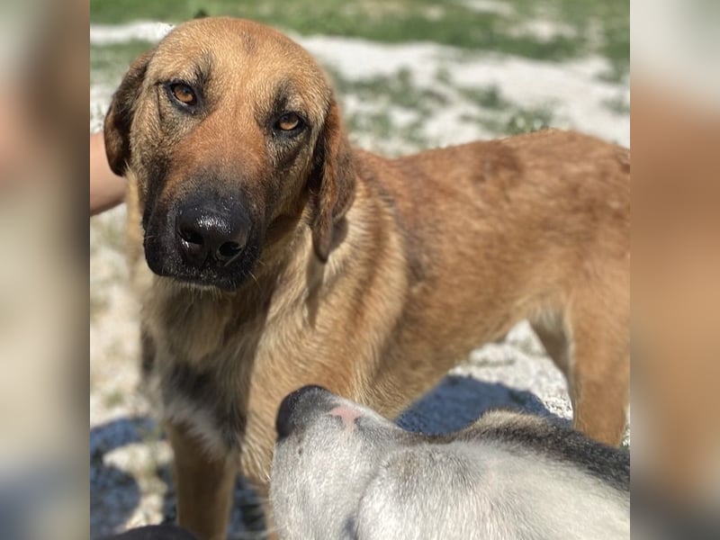 Xawi, geb. ca. 12/2019, lebt in GRIECHENLAND, im städt. Tierheim Serres