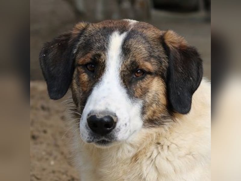 Pitt, geb. ca. 05/2021, lebt in GRIECHENLAND, im städt. Tierheim Serres