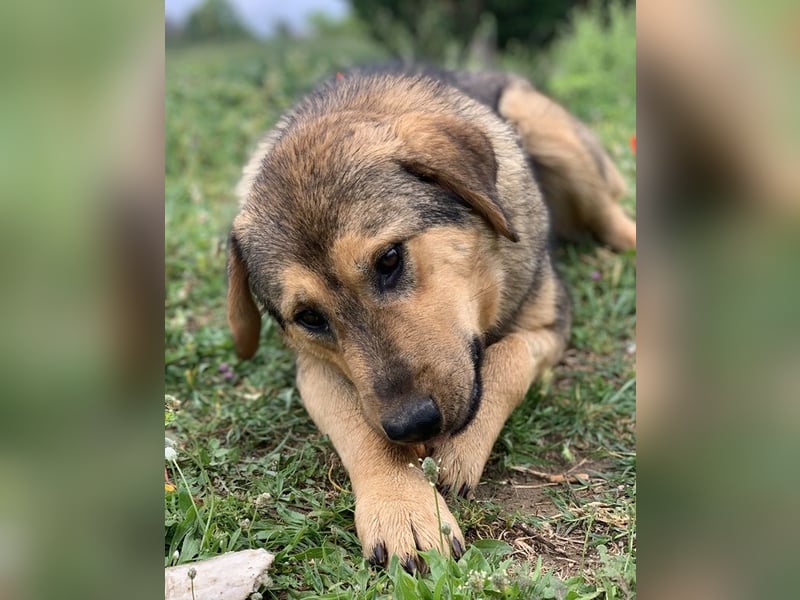 Bruno, geb. ca. 05/2020, lebt in GRIECHENLAND, auf einer privaten Pflegestelle