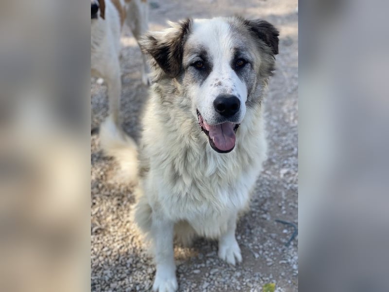 Wesley, geb. ca. 11/2022, lebt in GRIECHENLAND, im städt. Tierheim Serres