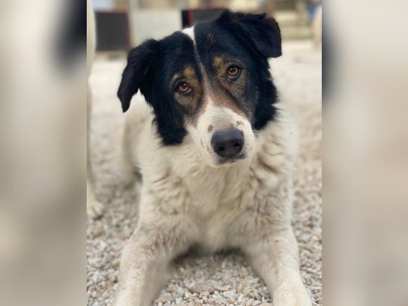 Xalia, geb. ca. 03/2018, lebt in GRIECHENLAND, im städt. Tierheim Serres