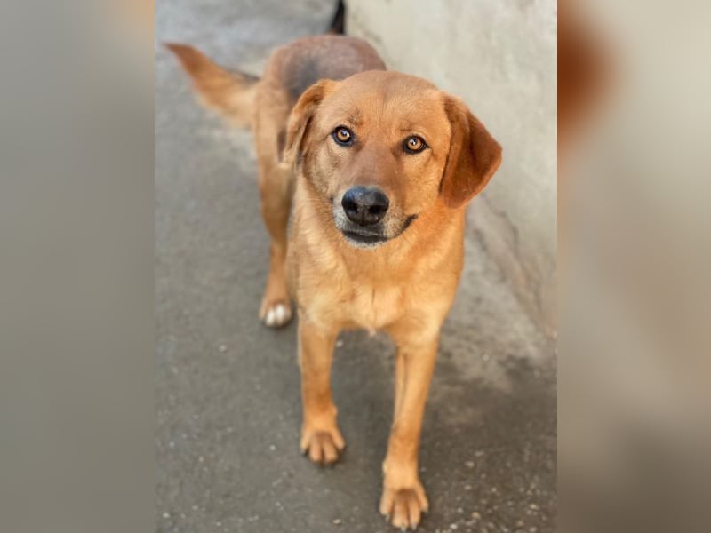 Pixie, geb. ca. 10/2022, lebt in GRIECHENLAND, im städt. Tierheim Serres