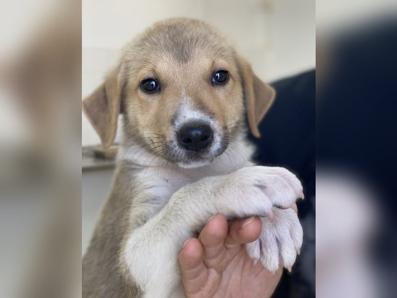 Padme, geb. ca. 04/2024, lebt in GRIECHENLAND, im städt. Tierheim Serres