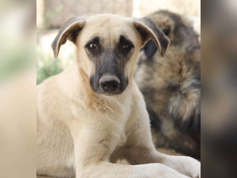 Carlchen, geb. ca. 03/2023, lebt in GRIECHENLAND, im städt. Tierheim Serres