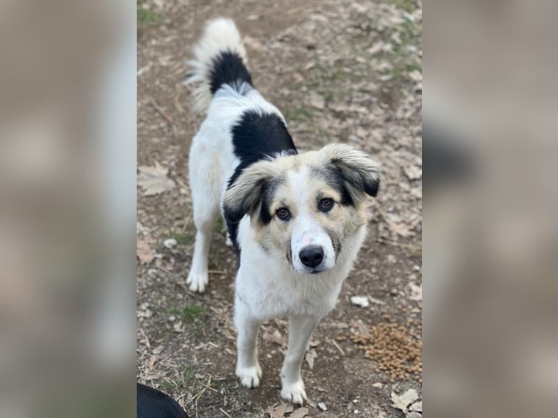 Peggy Jean, geb. ca. 12/2023, lebt in GRIECHENLAND, auf einer privaten Pflegestelle