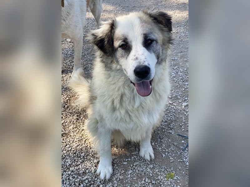 Wesley, geb. ca. 11/2022, lebt in GRIECHENLAND, im städt. Tierheim Serres