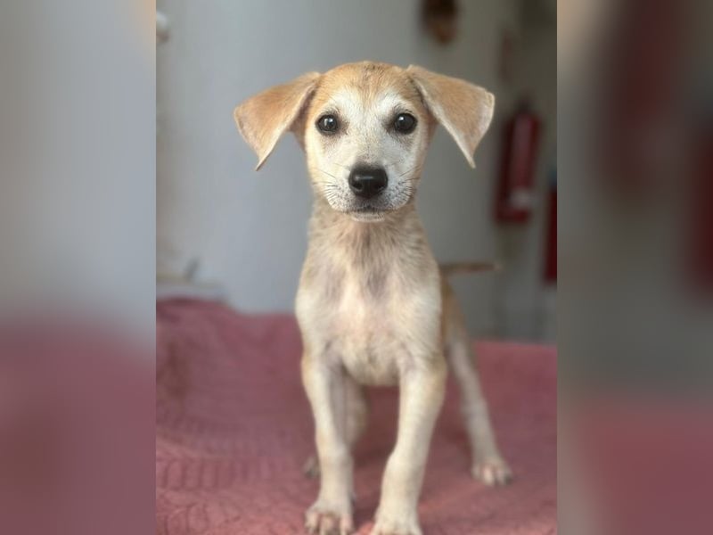 Rosie, geb. ca. 05/2026, lebt in GRIECHENLAND, im städt. Tierheim Serres