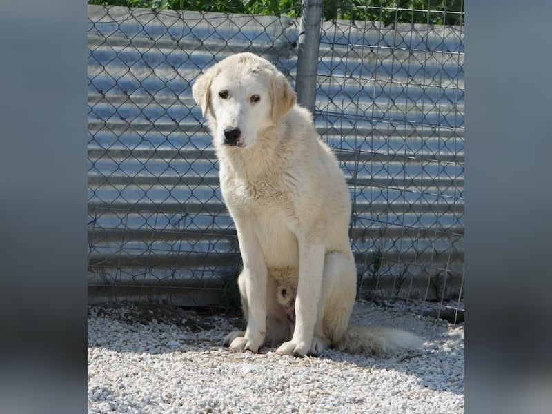 Navid, geb. ca. 04/2025, lebt in GRIECHENLAND, im städt. Tierheim Serres