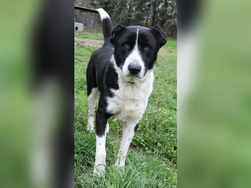 Eddy, geb. ca. 01/2018, lebt in GRIECHENLAND, im städt. Tierheim Serres