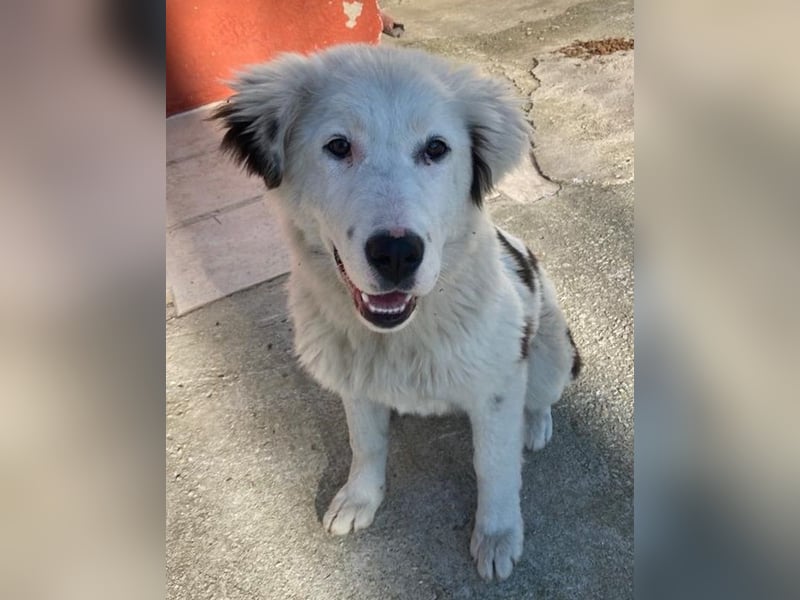 Canja, geb. ca. 08/2022, lebt in GRIECHENLAND, im städt. Tierheim Serres