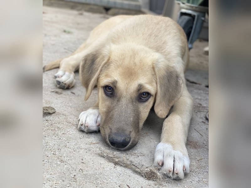 Arthur, geb. ca. 02/2024, lebt in GRIECHENLAND, im städt. Tierheim Serres
