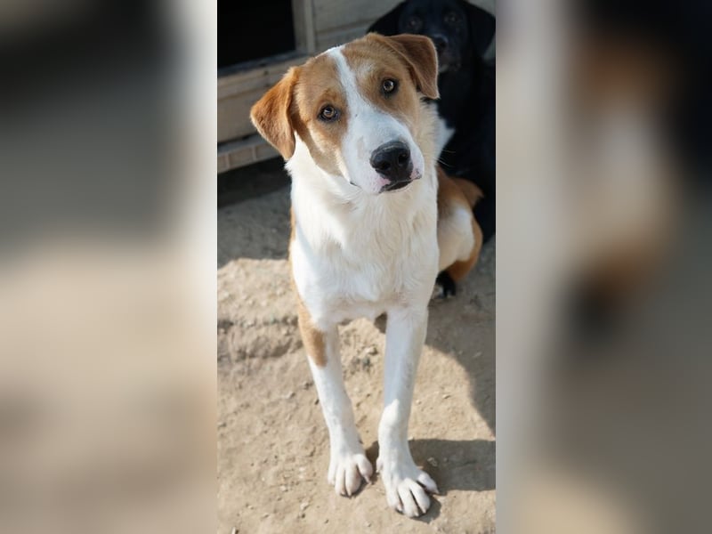 Benji, geb. ca. 10/2024, lebt in GRIECHENLAND, im städt. Tierheim Serres