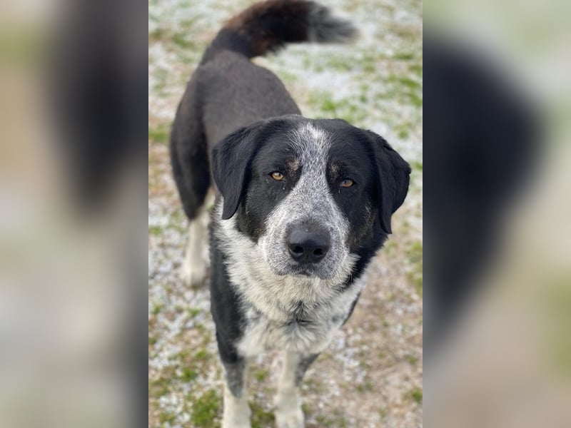 Malik, geb. ca.02/2022, lebt in GRIECHENLAND, im städt. Tierheim Serres