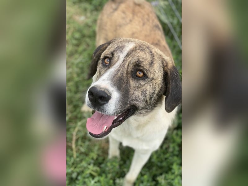 Indira, geb. ca. 01/2023, lebt in GRIECHENLAND, im städt. Tierheim Serres