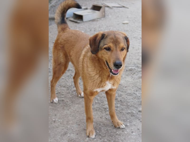 Mikosch, geb. ca. 01/2024, lebt in GRIECHENLAND, im städt. Tierheim Serres