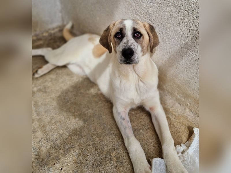 Lou, geb. ca. 11/2022, lebt in GRIECHENLAND, im städt. Tierheim Serres