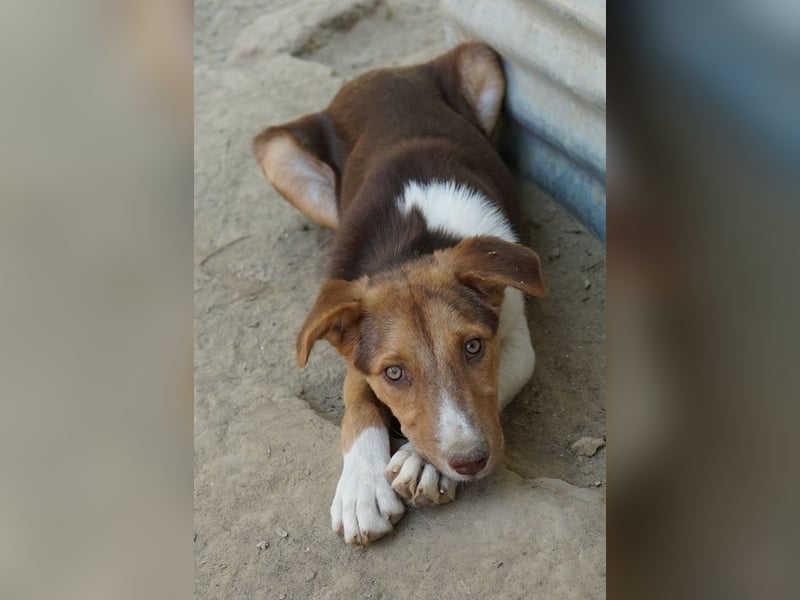 Hardo, geb. ca. 01/2025, lebt in GRIECHENLAND, auf einer privaten Pflegestelle