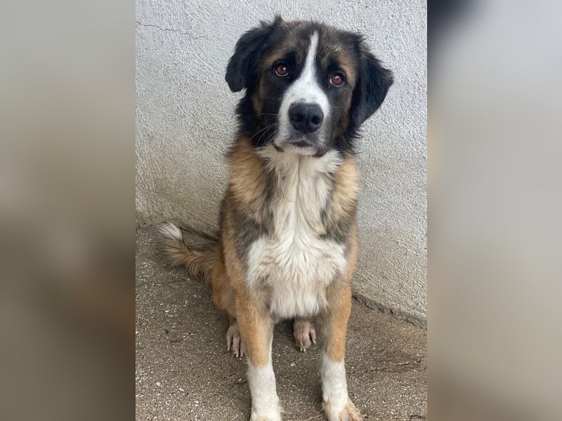 Beetles, geb. ca. 11/2024, lebt in GRIECHENLAND, im städt. Tierheim Serres