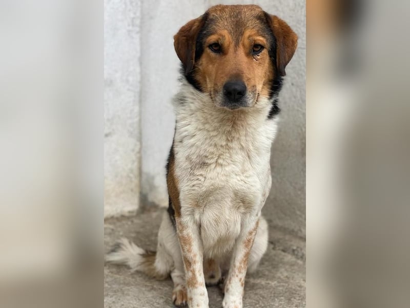 Noah, geb. ca. 10/2020, lebt in GRIECHENLAND, im städt. Tierheim Serres