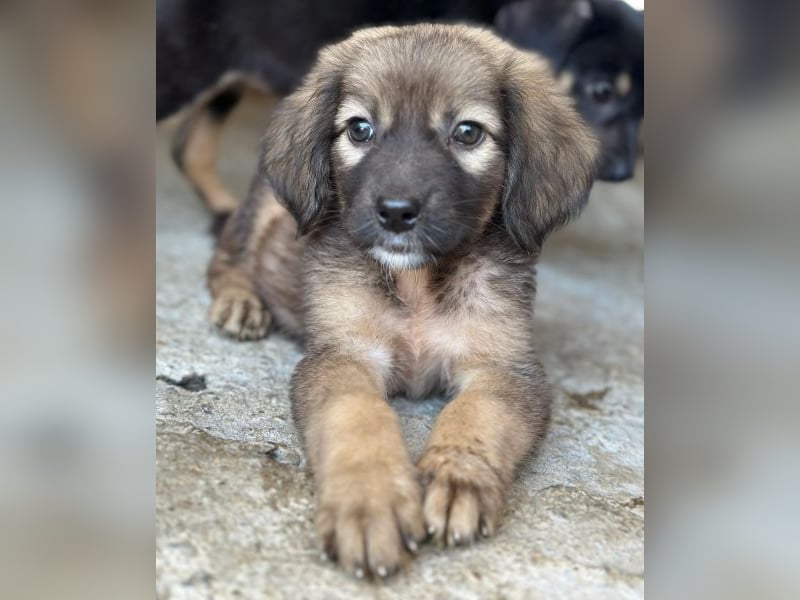 Harissa, geb. ca. 05/2026, lebt in GRIECHENLAND, im städt. Tierheim Serres