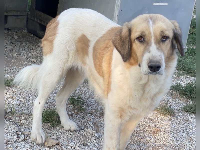 Clementini, geb. ca. 03/2019, lebt in GRIECHENLAND, im städt. Tierheim Serres