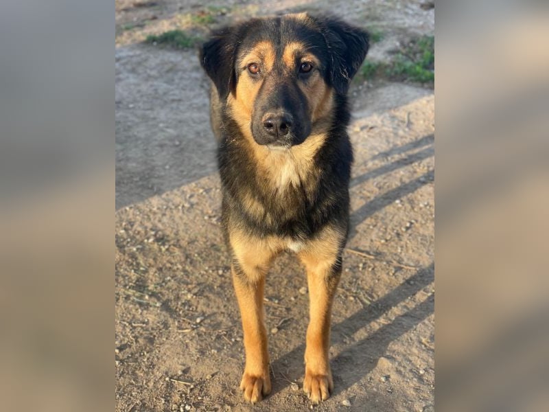 Glinda, geb. ca. 07/2025, lebt in GRIECHENLAND, im städt. Tierheim Serres