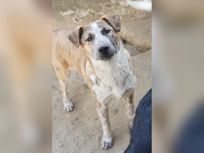 Kiara, geb. ca. 09/2025, lebt in GRIECHENLAND, auf einem Gelände, Hunde werden notdürftig versorgt