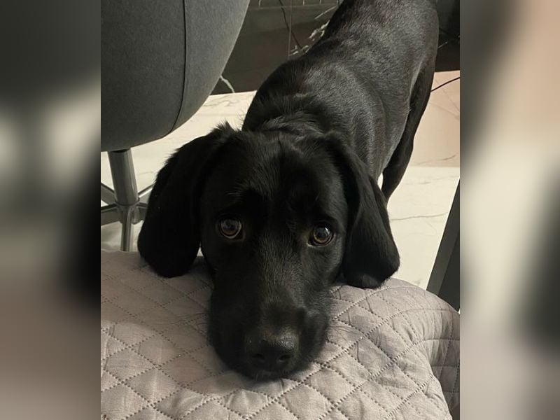 Emrys, geb. ca. 10/2020, lebt in GRIECHENLAND, auf einer privaten Pflegestelle