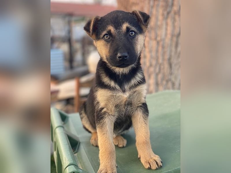 Heidi, geb. ca. 12/2025, lebt in GRIECHENLAND, auf einer privaten Pflegestelle