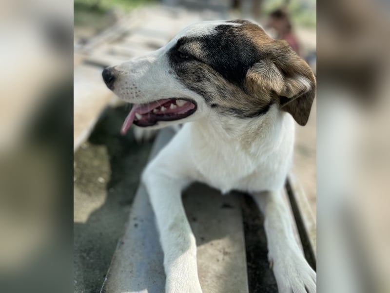 Colette, geb. ca. 02/2022, lebt in GRIECHENLAND, im städt. Tierheim Serres