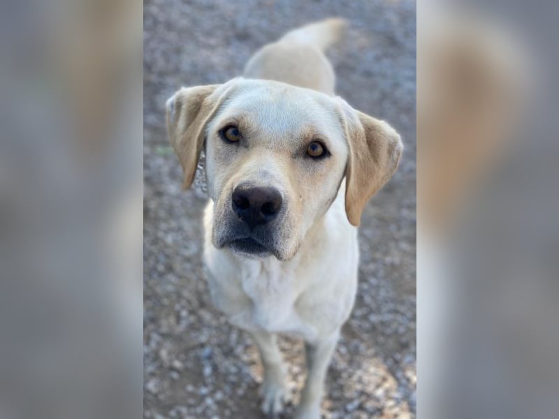 Boq, geb. ca. 07/2023, lebt in GRIECHENLAND, im städt. Tierheim Serres