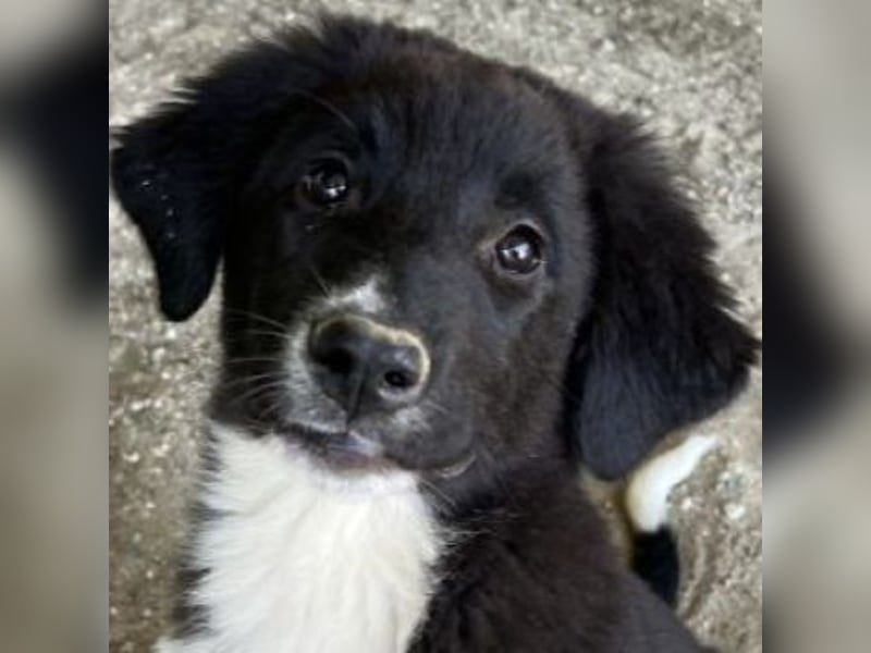 Lotti, geb. ca. 07/2025, lebt in GRIECHENLAND, auf einer privaten Pflegestelle