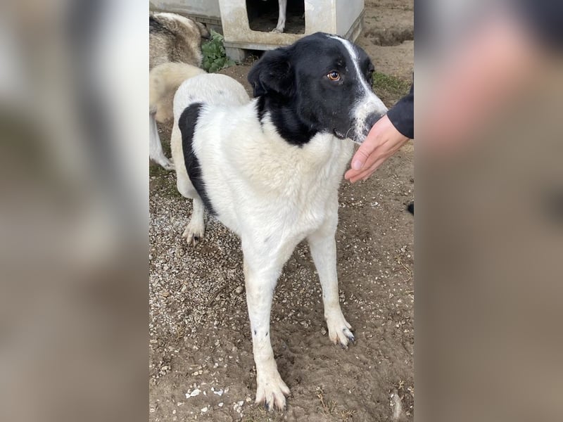 Kastor, geb. 01/2019, lebt in GRIECHENLAND, im städt. Tierheim Serres