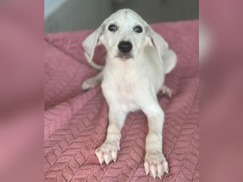 Lily, geb. ca. 05/2026, lebt in GRIECHENLAND, im städt. Tierheim Serres