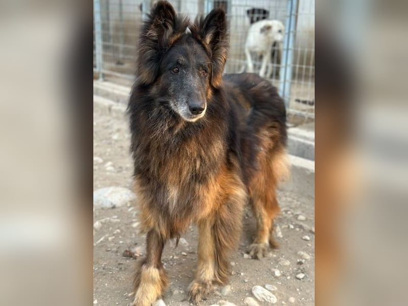 Snorre, geb. ca. 11/2017, lebt in GRIECHENLAND, im städt. Tierheim Serres