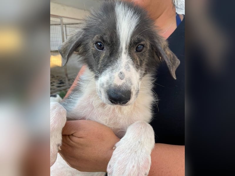 Yari, geb. ca. 05/2025, lebt in GRIECHENLAND, im städt. Tierheim Serres