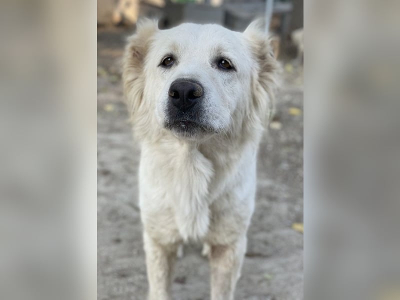 Kankara, geb. ca. 02/2022, lebt in GRIECHENLAND, im städt. Tierheim Serres