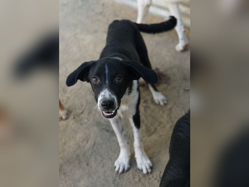 Piko, geb. ca. 01/2025, lebt in GRIECHENLAND, auf einer privaten Pflegestelle