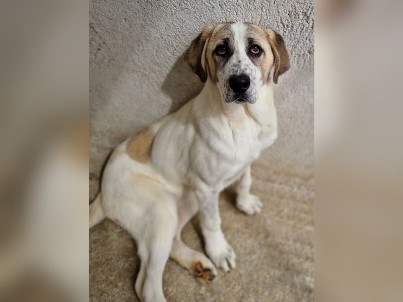 Lou, geb. ca. 11/2022, lebt in GRIECHENLAND, im städt. Tierheim Serres