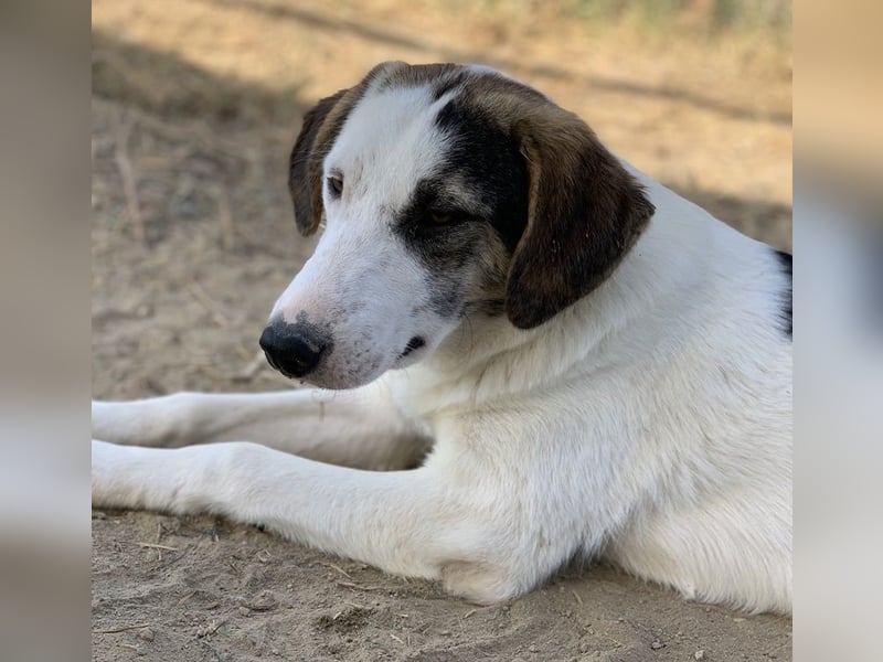  Colette, geb. ca. 02/2022, lebt in GRIECHENLAND, im städt. Tierheim Serres