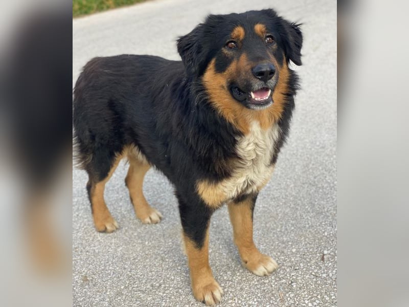 Sirius Black, geb. ca. 12/2023, lebt in GRIECHENLAND, im städt. Tierheim Serres