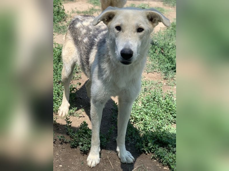 Boybro, geb. ca. 04/2019, lebt in GRIECHENLAND, im städt. Tierheim Serres