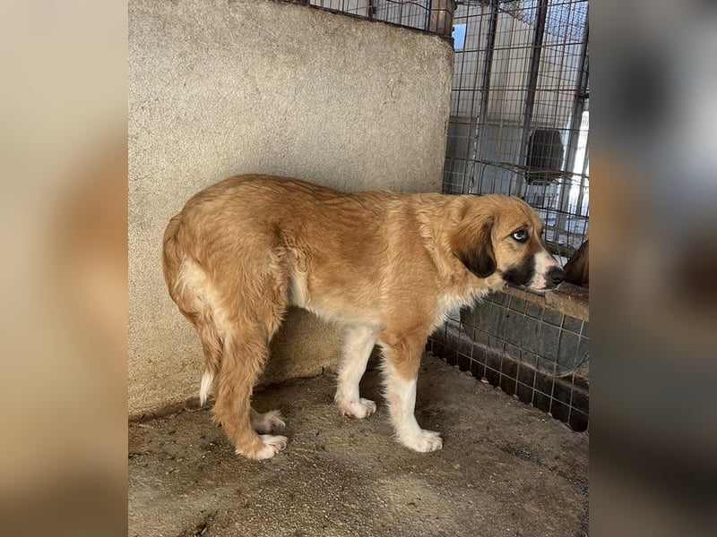 Blümchen, geb. ca. 08/2024, lebt in GRIECHENLAND, im städt. Tierheim Serres