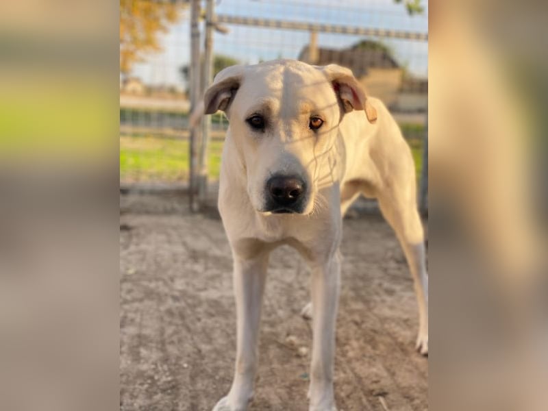 Miguel, geb. ca. 08/2024, lebt in GRIECHENLAND, im städt. Tierheim Serres