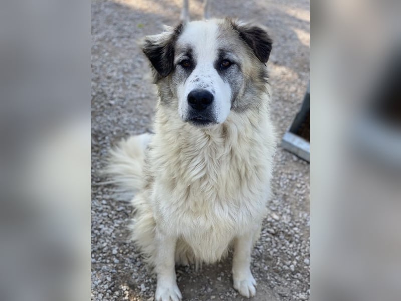 Wesley, geb. ca. 11/2022, lebt in GRIECHENLAND, im städt. Tierheim Serres